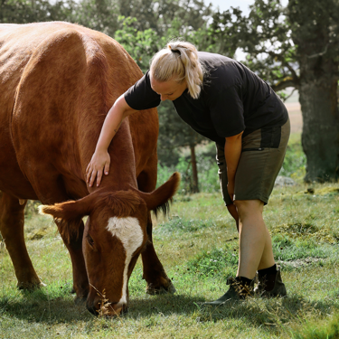 Nya data från Scan Sverige – svenska köttbönder i framkant för hållbar utveckling