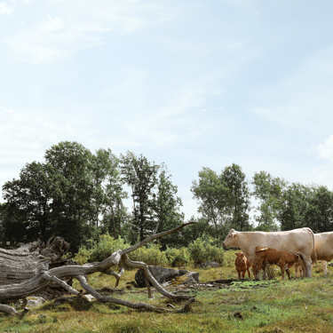 Ökad köttkonsumtion sammanfaller med minskat svenskt utbud