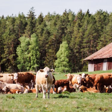 Scan Sverige förvärvar Delsbo slakteri och Jämtlandsgården