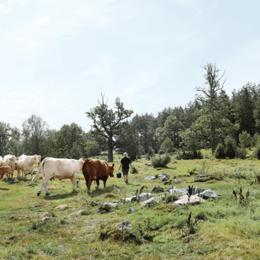 Scan Sverige fortsätter ta marknadsandelar och lanserar ny tillväxtnotering