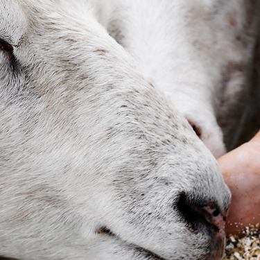 Scan Sverige återlanserar Baggauktionen – en viktig satsning för svensk lammnäring